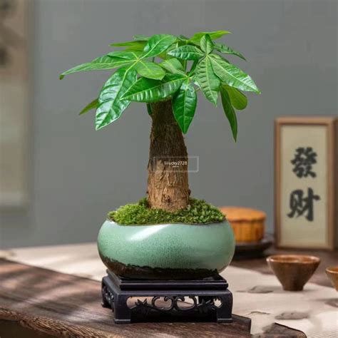 發財樹發芽|如何成功種植發財樹種子——讓你的居家植物綠意盎然